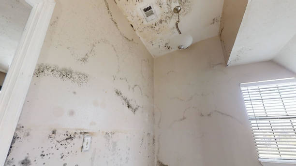 Professional Mold Inspection, Removal & Remediation in Goldstream, AK